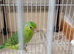 Baby parrotlet