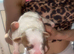 last pup left
