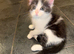2 Black & White Maine Coon Mix Kittens