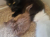 British short haired cross kittens for sale