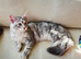 Beautiful Maine Coon Kittens