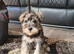Miniature schnauzer puppy