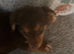 Dachshund puppies