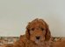 Cockapoo puppies for sale