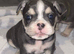 English bulldog x French bulldog pups