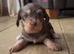 Chichi X miniature Wirehaired Dachshund puppies DNA health checked parents