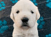 Chunky Cream Golden Retriever Puppies