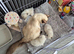 Blue bicolour Ragdoll kittens
