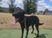 9 month belgian malinois