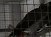 Breeding pair of African grey parrot
