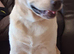 German Shepherd cross bulldog latte 1 year old