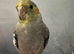 Hand reared baby cockatiel available for its new home now available///