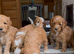 Fabulous Australian labradoodle pups. (Health tested lines)