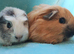 Beautiful boy guinea pigs nice colours