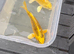 2 yellow koi