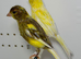 Beautiful pair of raza canaries for sale