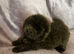 Chow chow puppies 2 boys left