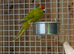 Kakarikis
