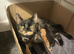 Female kitten