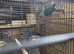 Green cheak conure