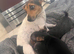 Jack russle x yorkie