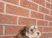 Cockapoo puppies ready for forever home