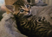 Gorgeous male tabby kitten