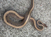 Multiple Royal Pythons For Sale