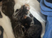 Kittens for sale