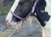Cob colt to make 14’2
