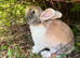 Gorgeous (7 Month Old) Mini Lop Mix Buck