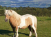 Shetland colt foal