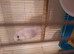 For sale 3 female budgies