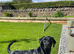 2 year old black Labrador
