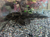 Common pleco