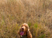 Show cocker spaniel