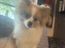 Beautiful female Pom