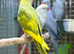 Grey ring neck