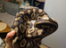 2 ball python left for sale