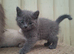 Beautiful Blue British shorthair kittens