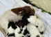 Springer Spaniel Pup