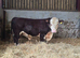 Young pedigree hereford bull