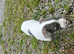 Small jack Russell puppies