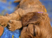 Beautiful Cavalier King Charles Spaniel