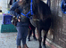 Gorgeous George Yearling Colt