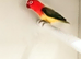 Mutation Fischer's lovebirds