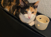 Calico girl