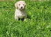 F1 Poochon puppies