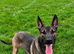 Bull herder - ready 1st nov (2 puppies left)