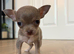 Tiny female chihuahua puppies